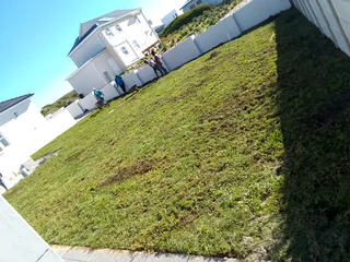 Roll on lawn Kikuyu grass