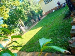 Roll on lawn Kikuyu grass