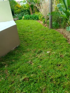 Roll on lawn Kikuyu grass