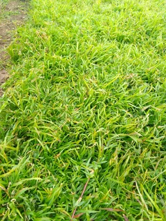 Supply and installa buffalo grass and Kikuyu grass