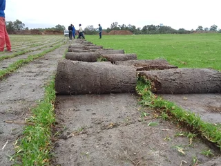 Supply and installa buffalo grass and Kikuyu grass