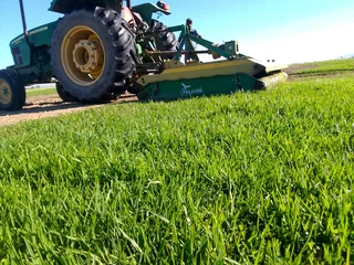 Roll on lawn Lm Berea grass