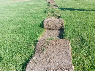 Roll on lawn Lm Berea grass