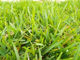 Roll on lawn Lm Berea grass