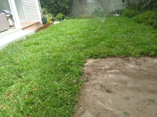 Roll on lawn Lm Berea grass