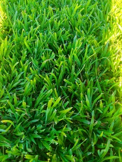 Roll on lawn Kikuyu grass