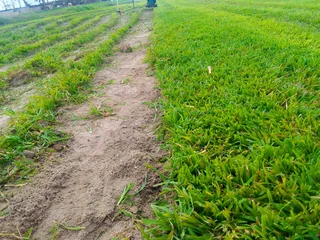 Roll on lawn Kikuyu grass