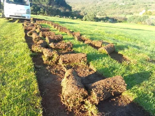 Roll on lawn buffalo grass and Cynadone grass and buffalo