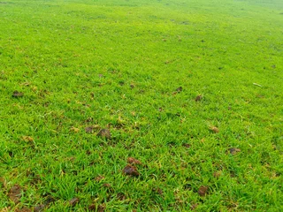 We do supply and installa call type of roll on lawn grass