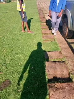 We do supply and installa call type of roll on lawn grass