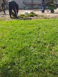 Roll on lawn buffalo grass weed free