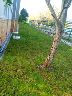 We do supply and installa Lm Berea grass