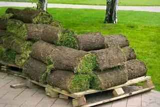 We do supply and installa Lm Berea grass