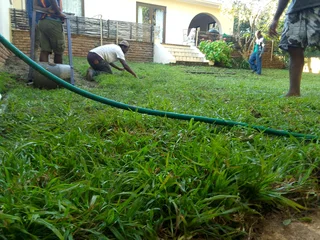 Roll on lawn Lm Berea grass