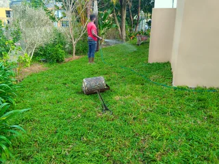 Supply and installa Kikuyu grass