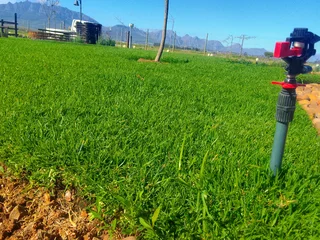 Supply and installa Kikuyu grass