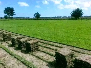 Supply and installa Kikuyu grass
