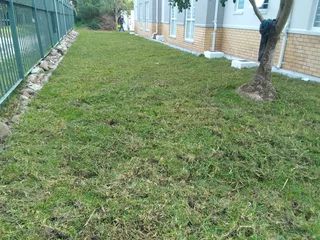 Supply and installa Kikuyu grass