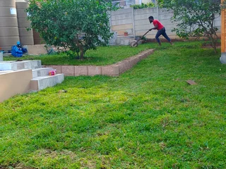 Roll on lawn green grass