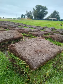 Supply and installa Lm Berea grass and Kikuyu grass