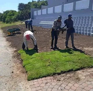 Supply and installa Lm Berea grass and Kikuyu grass