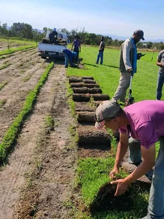 Supply and installa Lm Berea grass and Kikuyu grass