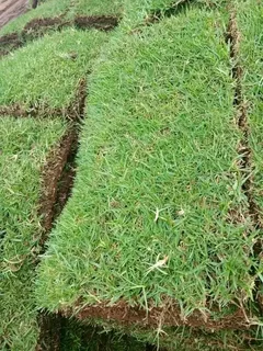 Roll on lawn Cynadone grass