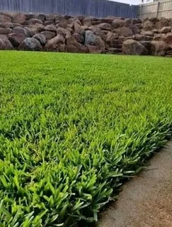Delivery and installa  Cyndone grass and Kikuyu grass
