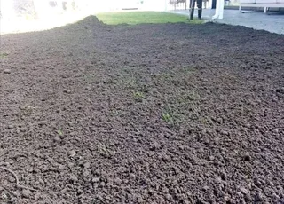 Delivery and installa  Cyndone grass and Kikuyu grass