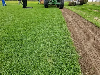 Roll on lawn Lm Berea grass