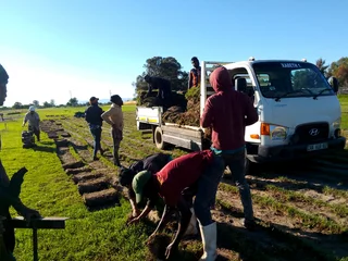 Roll on lawn Lm Berea grass