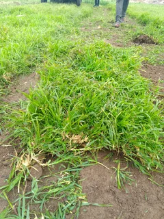 Roll on lawn Lm Berea grass