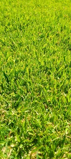 Roll on lawn Kikuyu grass and Lm Berea grass weed free