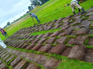 Supply and installa call type of roll on lawn Lm Berea grass