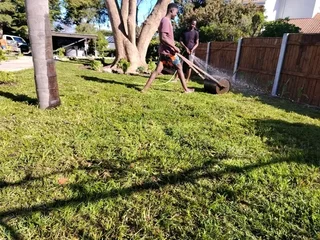 Roll on lawn Kikuyu grass