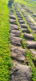 Roll on lawn Kikuyu grass