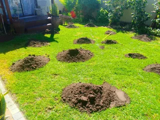 Roll on lawn Kikuyu grass