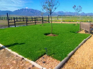 Roll on lawn Cynadone grass