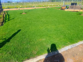 Supply and installa Cyndone grass and  Kikuyu grass