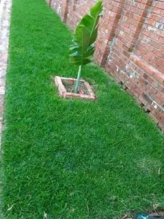 Supply and installa Cyndone grass and  Kikuyu grass