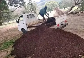 Supply and installa Cyndone grass and  Kikuyu grass