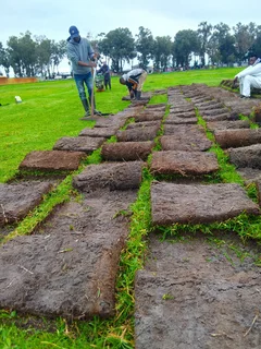 Supply and installa Cyndone grass and  Kikuyu grass