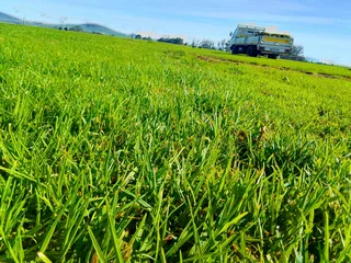 Supply and installa Cyndone grass and  Kikuyu grass