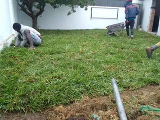 Cynadone grass and Kikuyu grass weed free