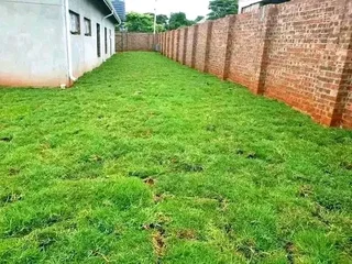 Roll on lawn Kikuyu grass