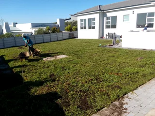 Supply and installa Kikuyu grass weed free