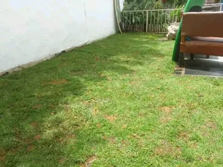 Roll on lawn Kikuyu grass and