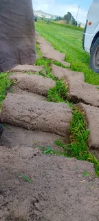 Roll on lawn Kikuyu grass and