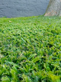 Roll on lawn Kikuyu grass and