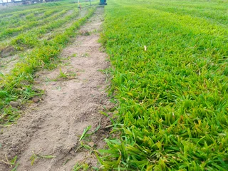 Roll on lawn Kikuyu grass and